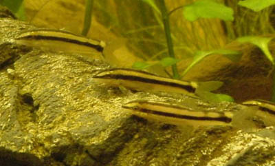 Yasuhikotakia nigrolineata